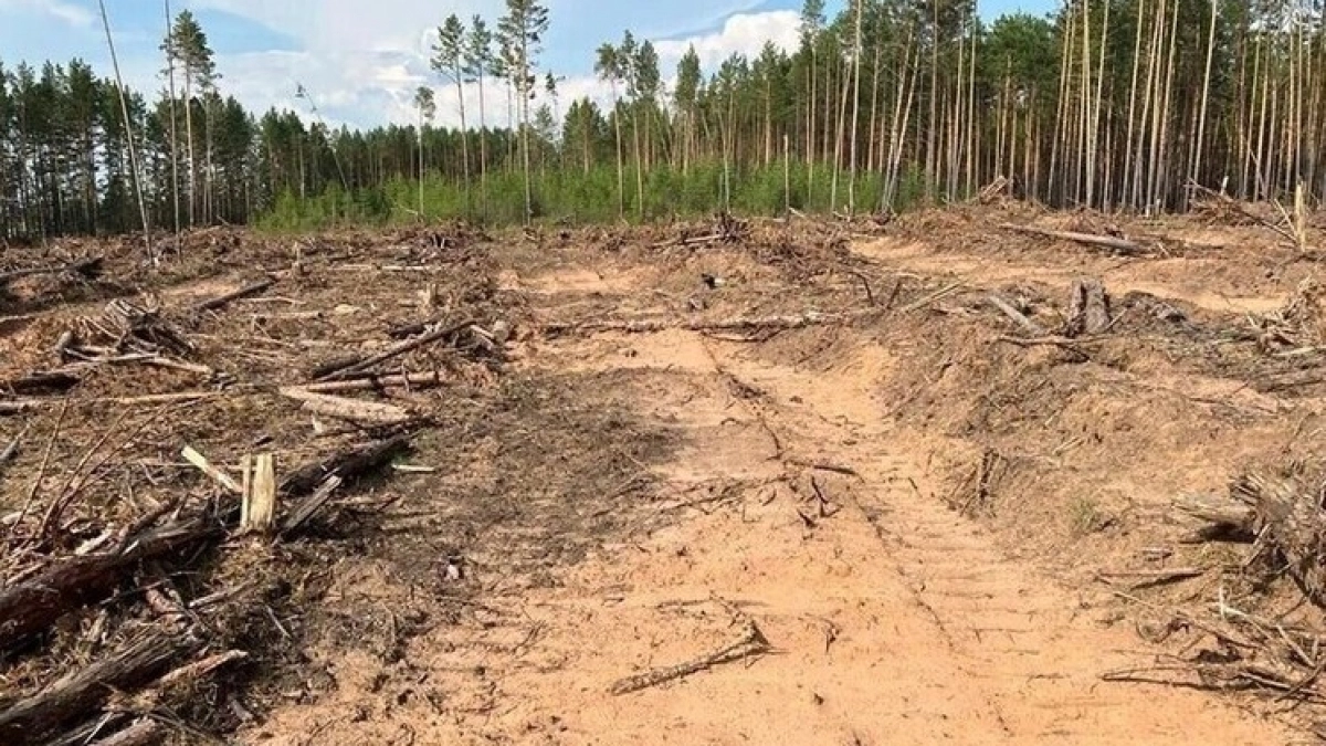 В северном районе Иркутской области расчистят более 430 гектаров леса