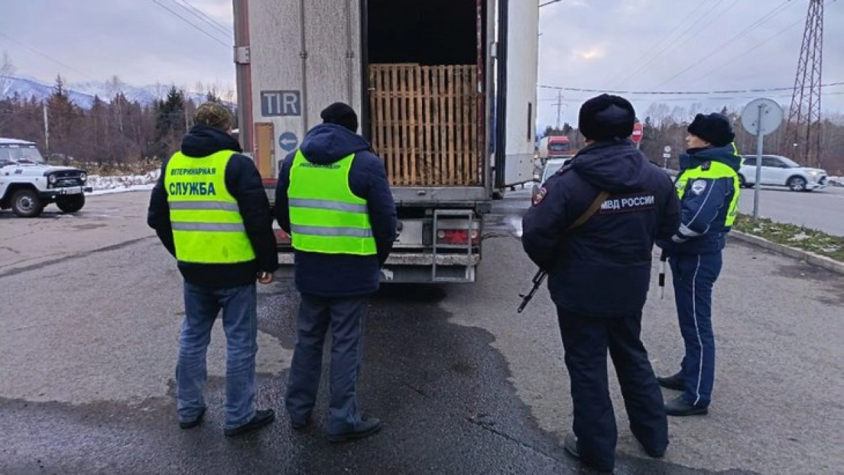 Инспекторы Россельхознадзора пресекли перевозку 33 коров без документов из Бурятии в Иркутскую область 