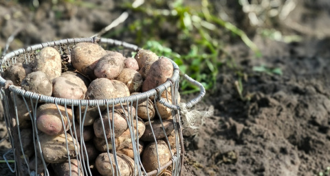 В Иркутской области резко подскочили цены на картофель