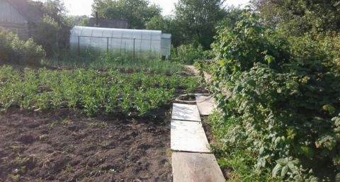 Сыпьте в мае на грядки – урожай утроится без лишних затрат: замена навозу, которая работает даже на самых обедневших почвах
