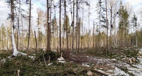  Браконьеров заставят платить за срубленные сосны в Иркутской области