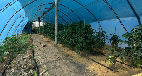 Огурцы "затопят" урожаем: насыпаю 1 ложку под корень — будут плодоносить до октября