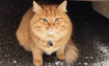 Школьник из Усолья спас кота, застрявшего в подвале многоэтажки