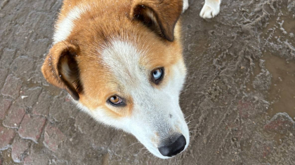 В Иркутской области готовят митинг против закона об эвтаназии бездомных животных